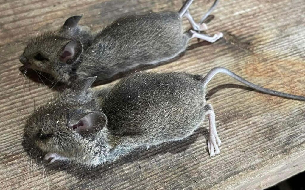 Caught rats