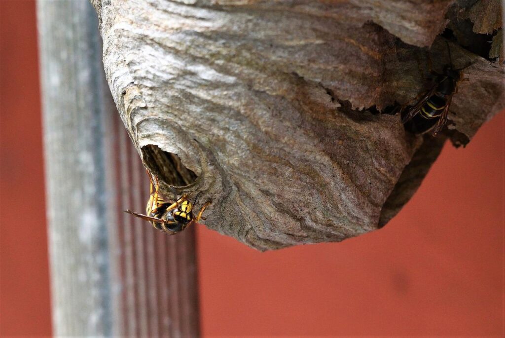 long head wasp, medium-sized wasp, wasp-3630587.jpg